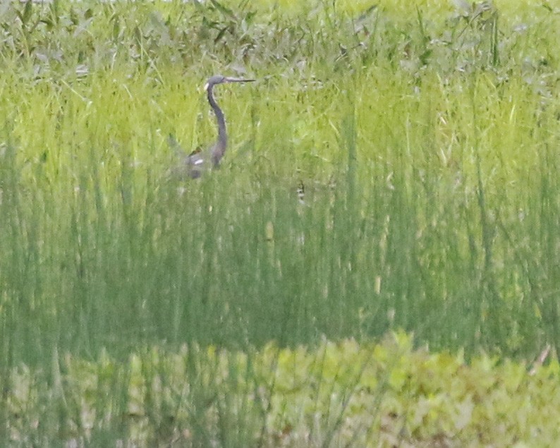 Tricolored Heron - Linda Scrima