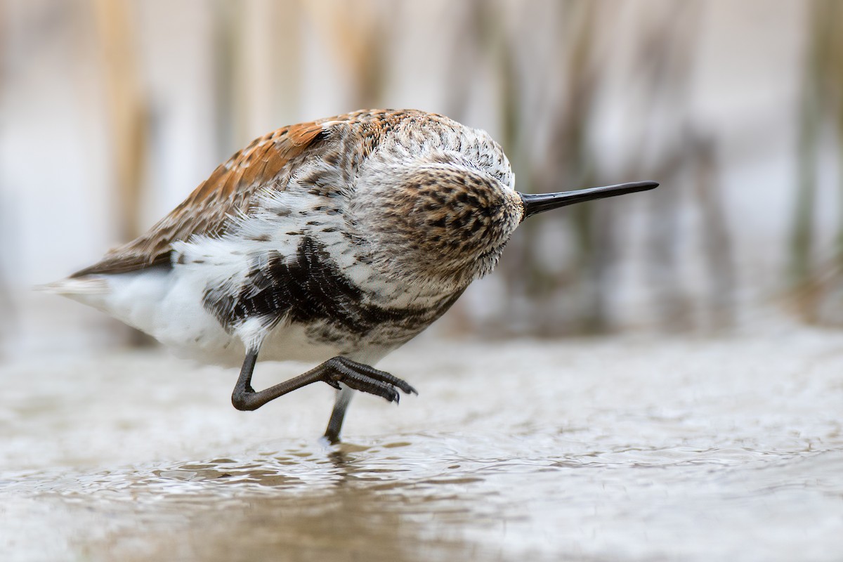 Dunlin - Ryan Douglas