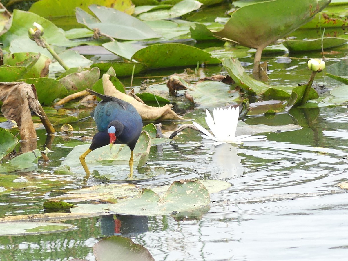 Purple Gallinule - ML619293351