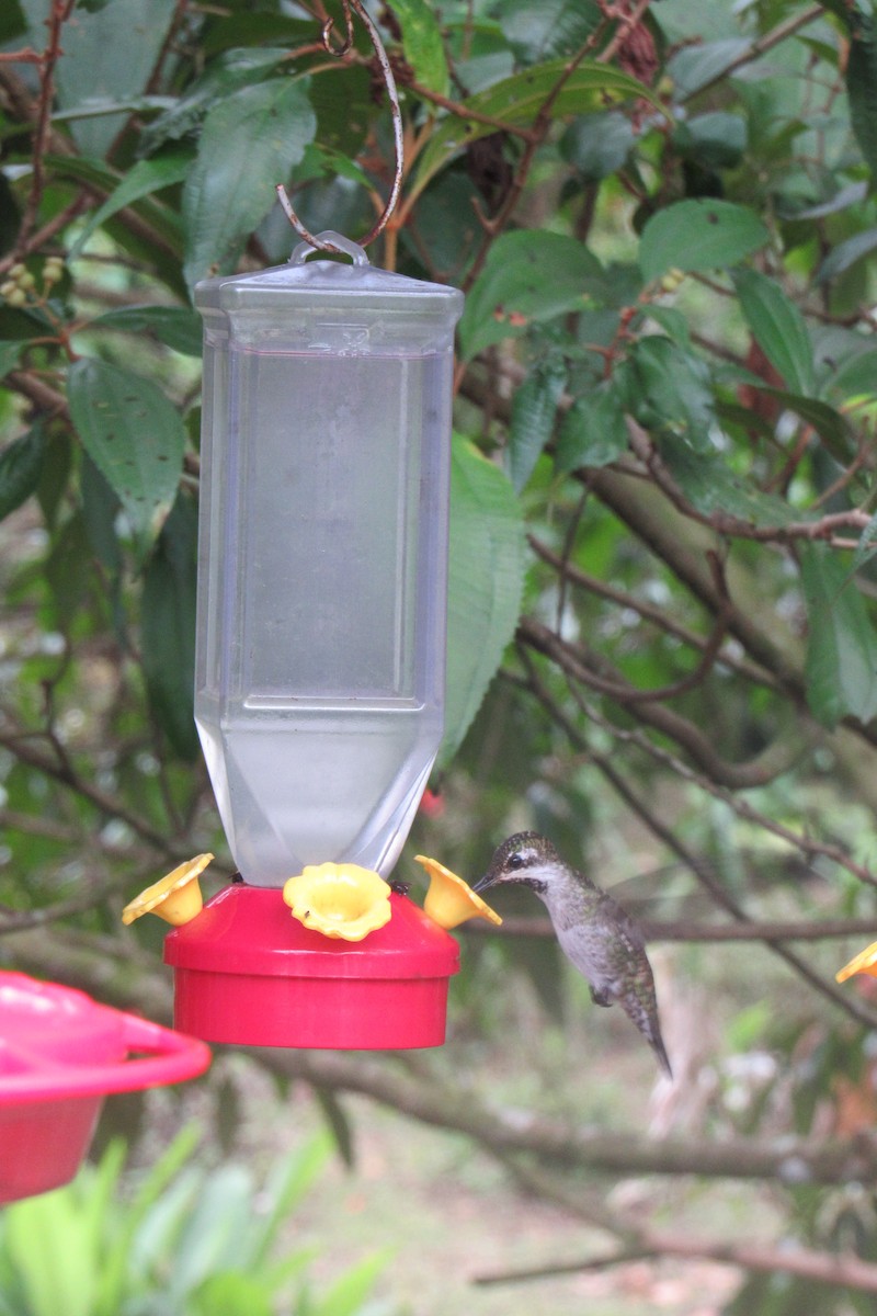 Plain-capped Starthroat - Aneth Pérez