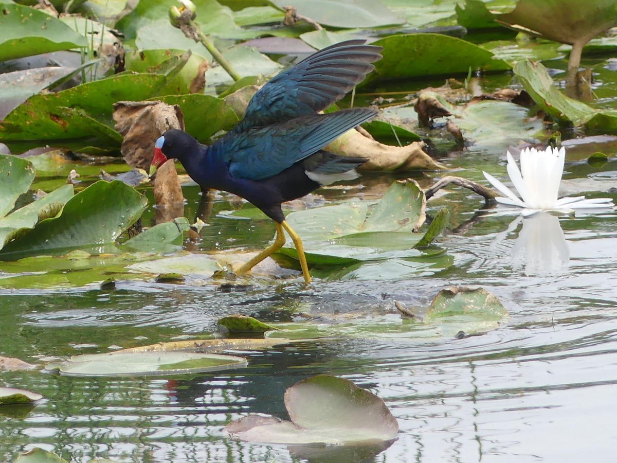 Purple Gallinule - Betty Holcomb