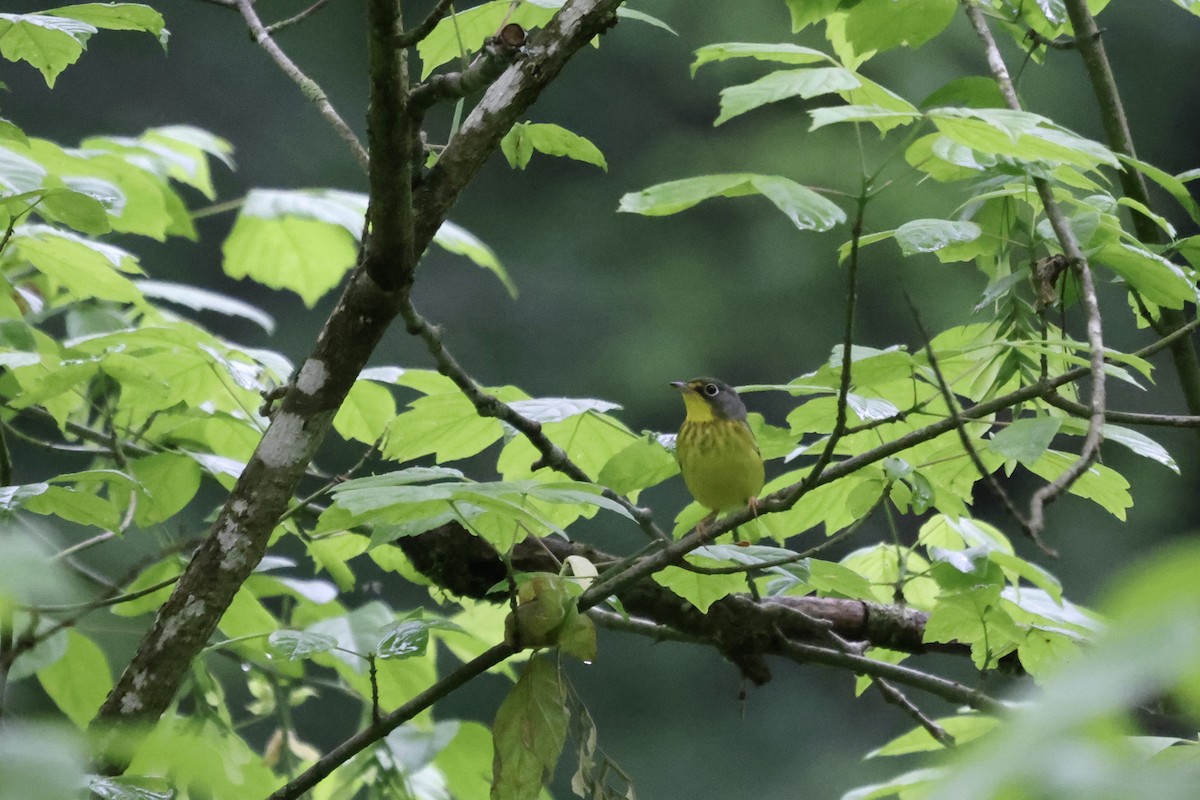 Canada Warbler - Vickie Baily