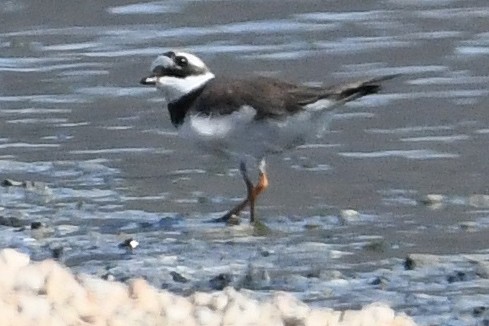 Common Ringed Plover - ML619293368
