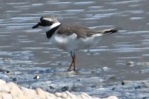 Common Ringed Plover - ML619293370