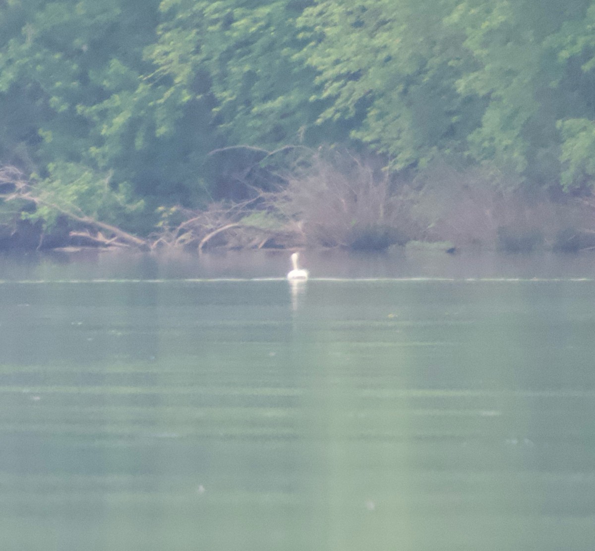 Tundra Swan - ML619293380