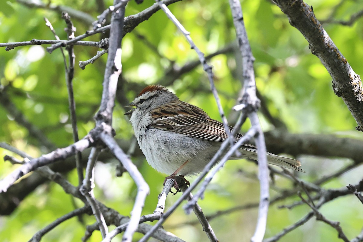 Chipping Sparrow - ML619293397