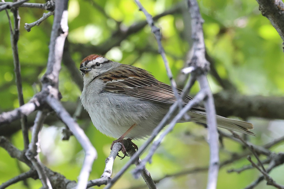 Chipping Sparrow - ML619293400