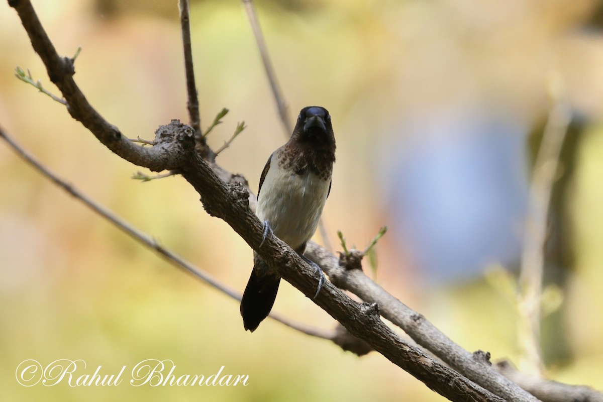 White-rumped Munia - Rahul Bhandari