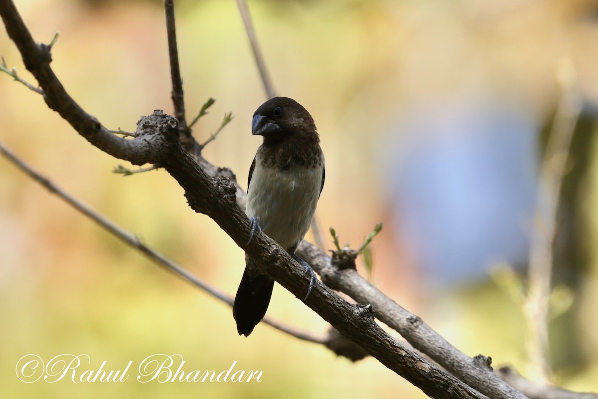 White-rumped Munia - Rahul Bhandari