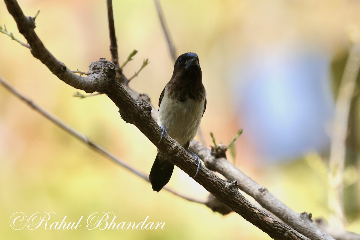 White-rumped Munia - Rahul Bhandari