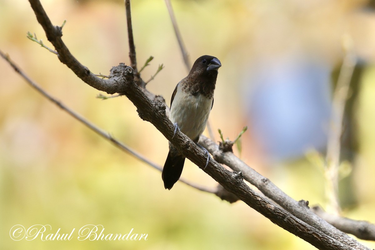 White-rumped Munia - Rahul Bhandari