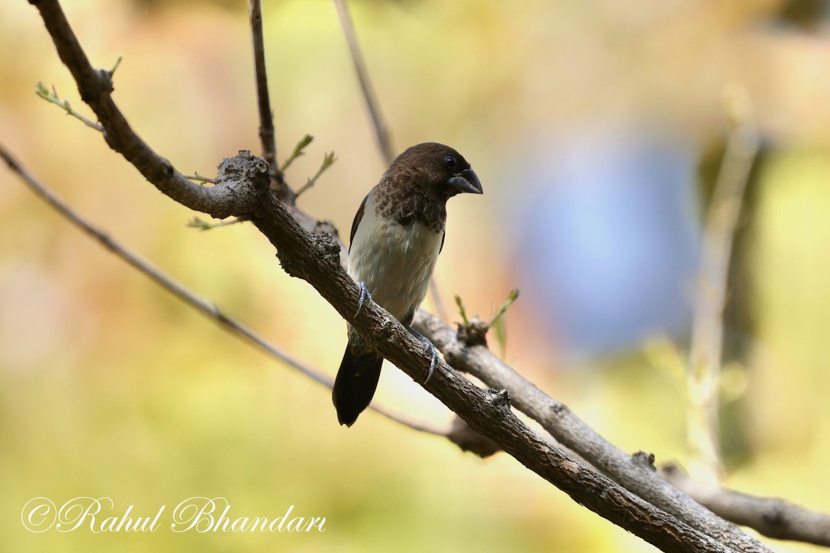 White-rumped Munia - Rahul Bhandari