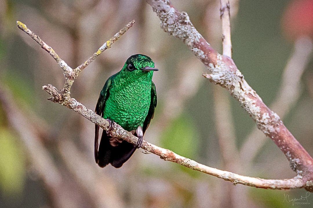 Steely-vented Hummingbird - Juan Carlos Lopez Mejia
