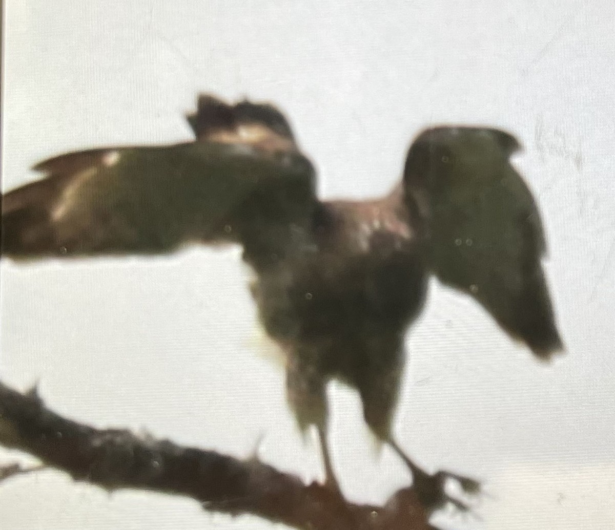 Broad-winged Hawk - John Martin