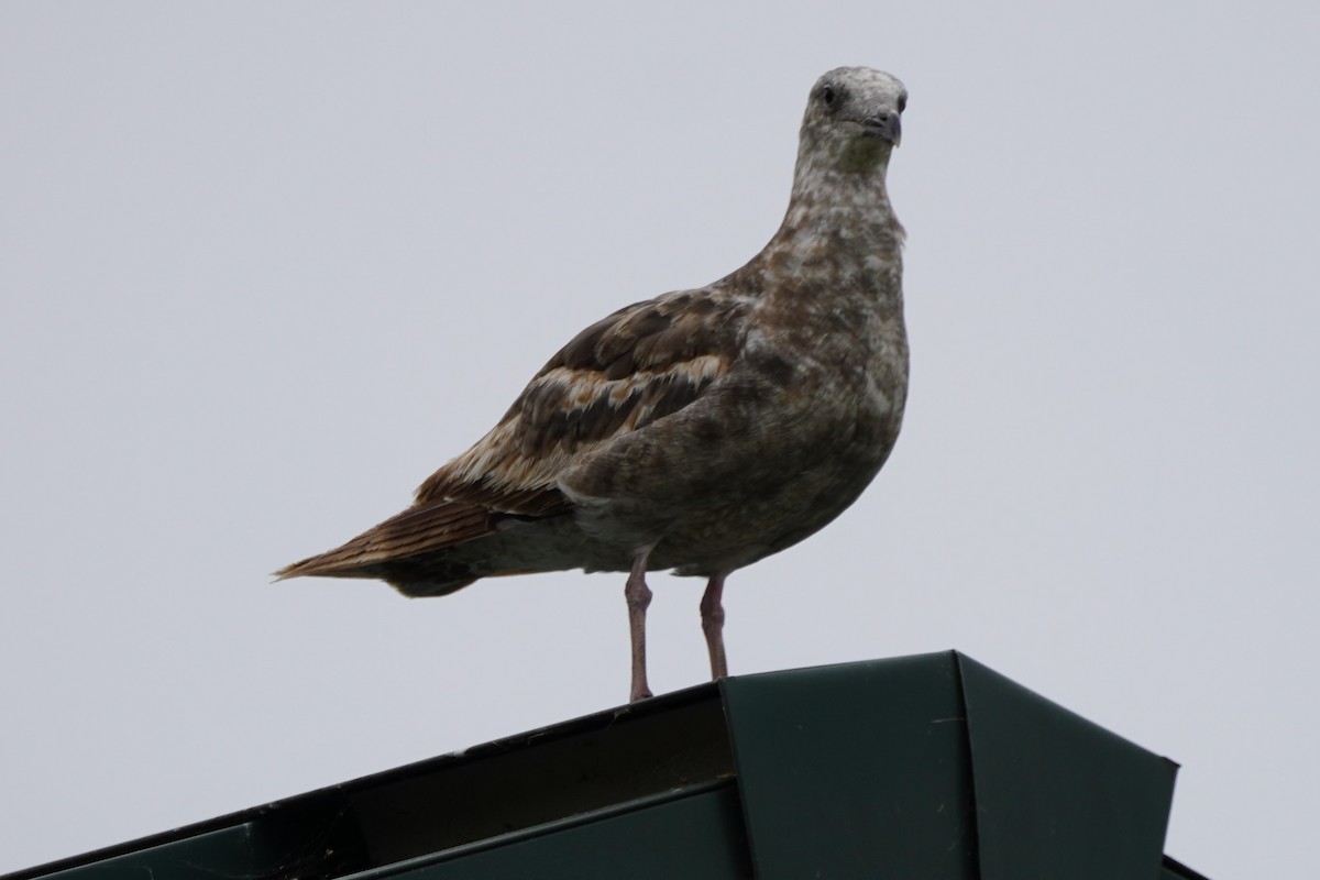 Western Gull - Dawn Hovey