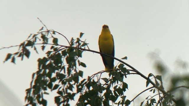 Eurasian Golden Oriole - ML619293439