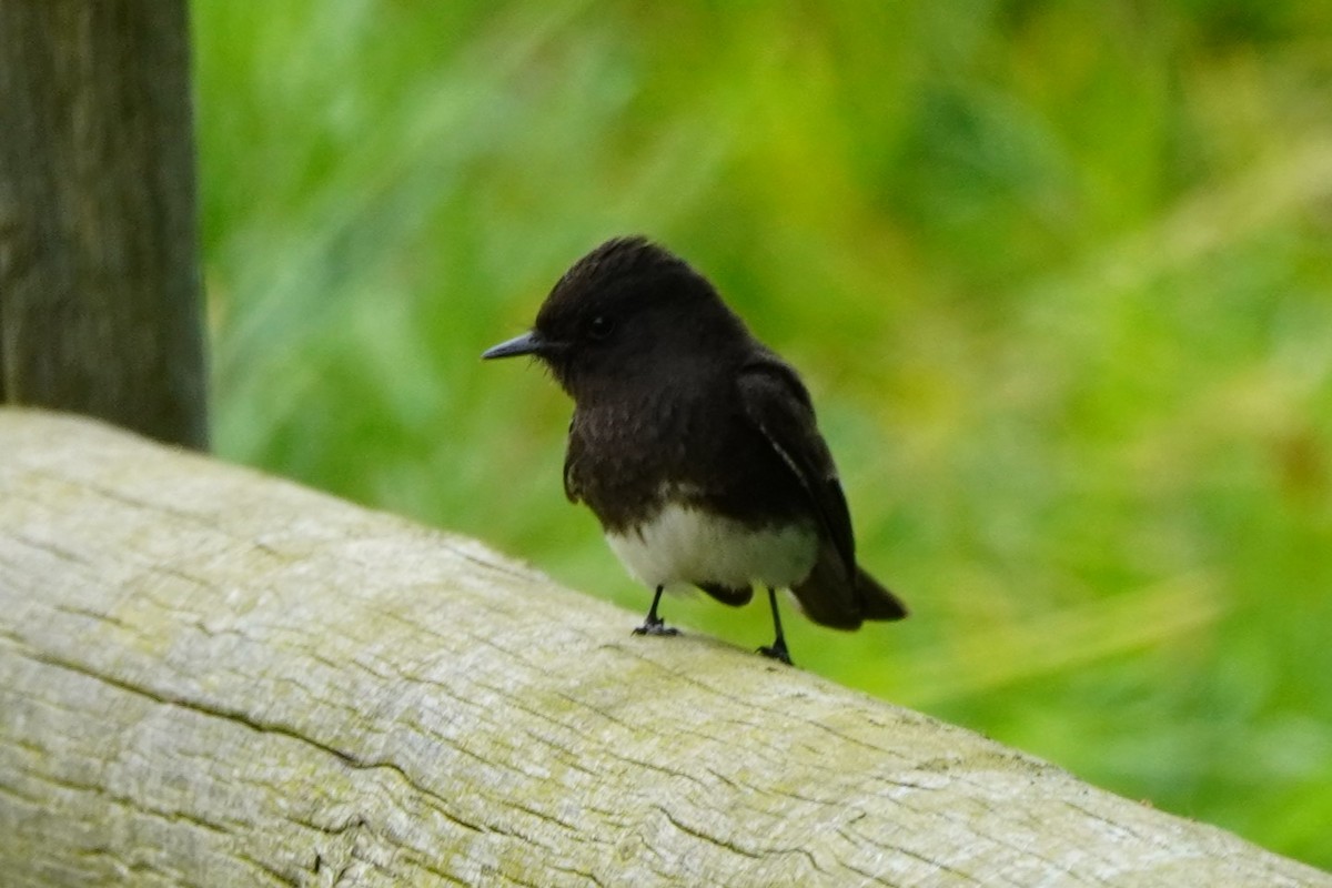 Black Phoebe - Dawn Hovey