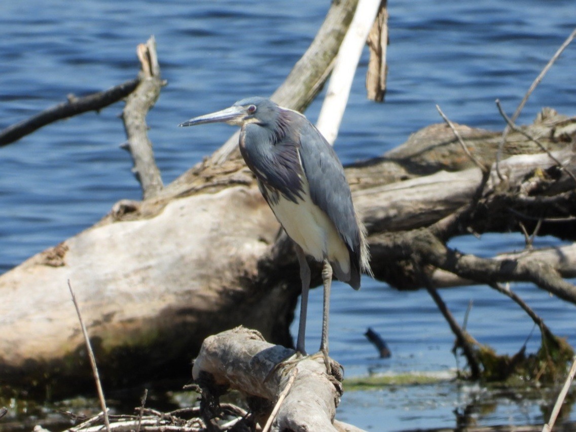 Tricolored Heron - James Lamoureux