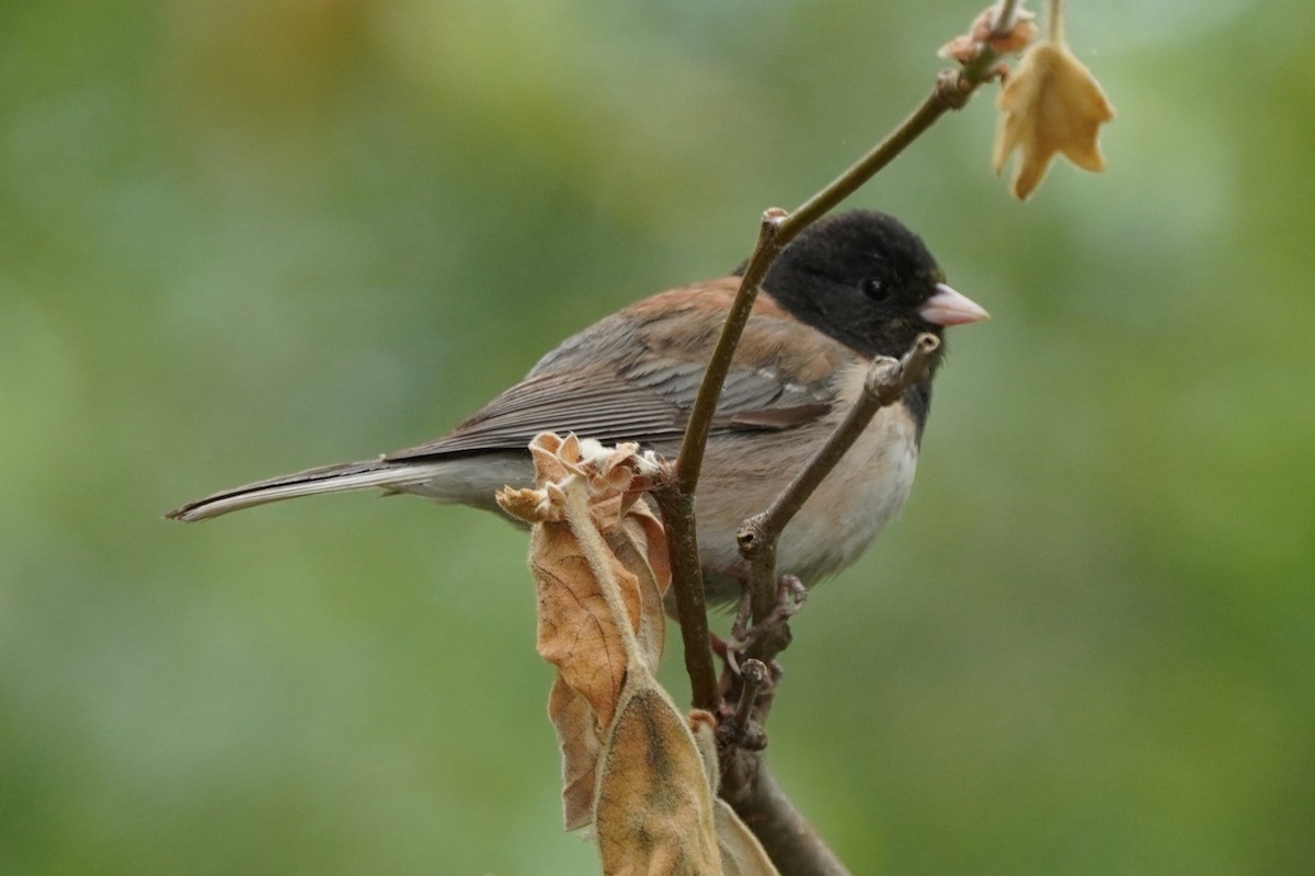 Dark-eyed Junco - Dawn Hovey