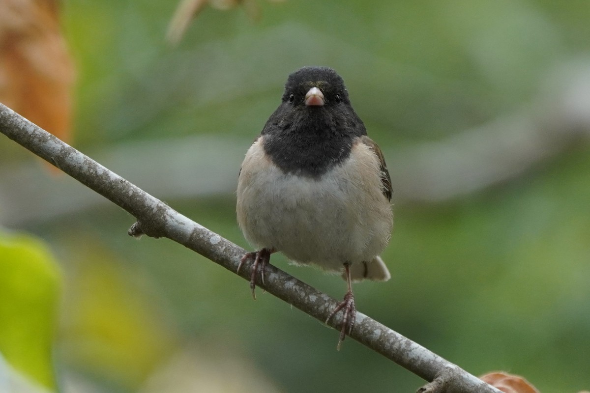 Dark-eyed Junco - Dawn Hovey