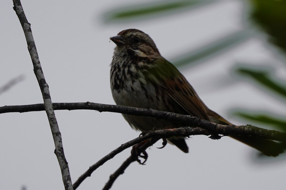 Song Sparrow - Dawn Hovey