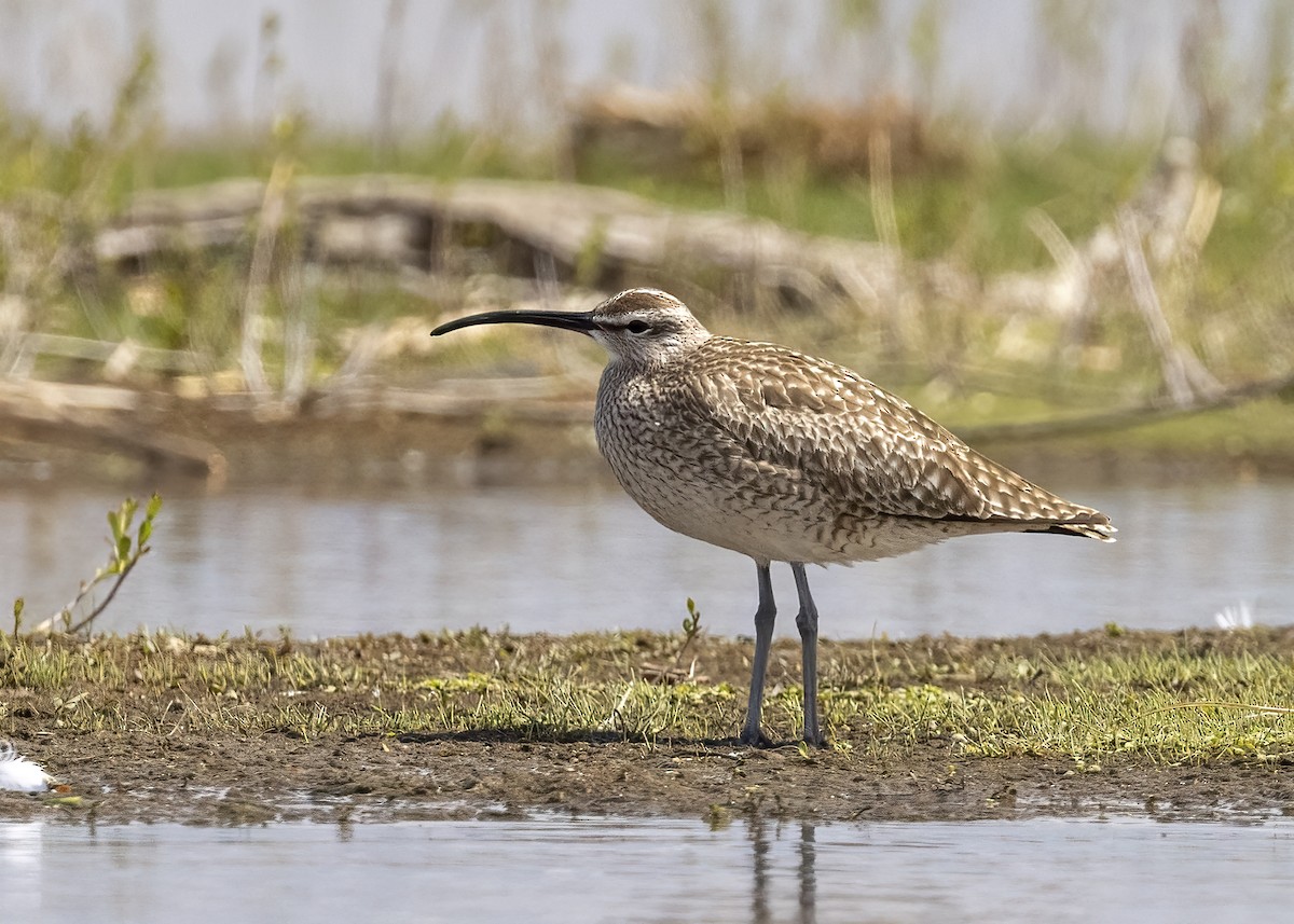 Whimbrel - Bob Martinka