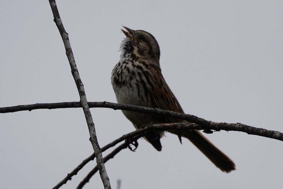 Song Sparrow - Dawn Hovey