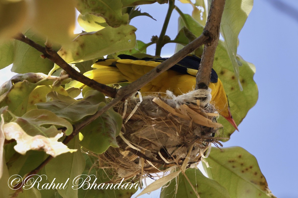 Indian Golden Oriole - Rahul Bhandari