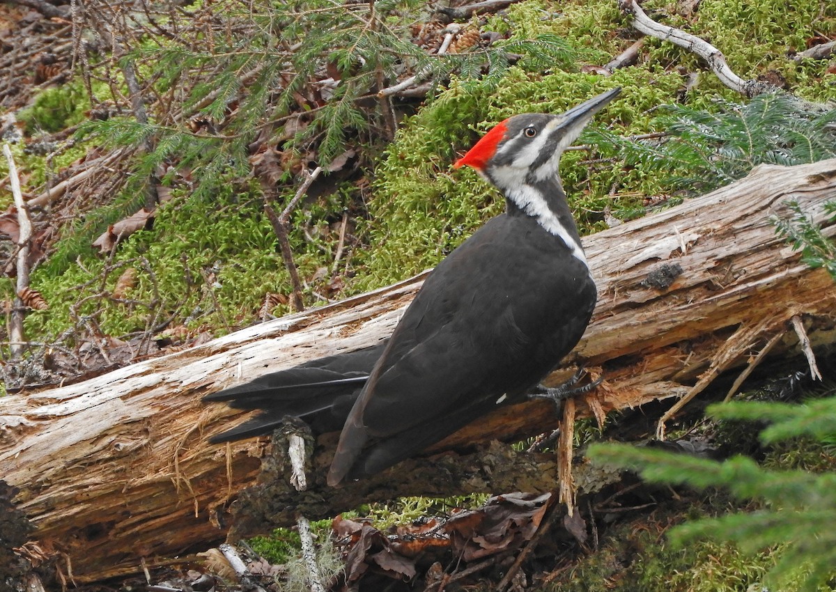 Pileated Woodpecker - Ray Wershler