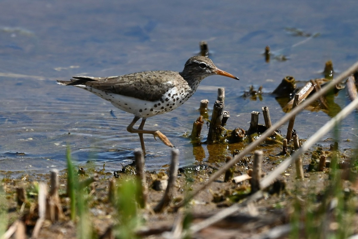 Spotted Sandpiper - ML619293492