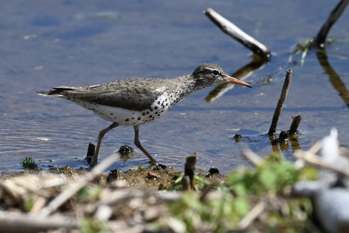 Spotted Sandpiper - ML619293494