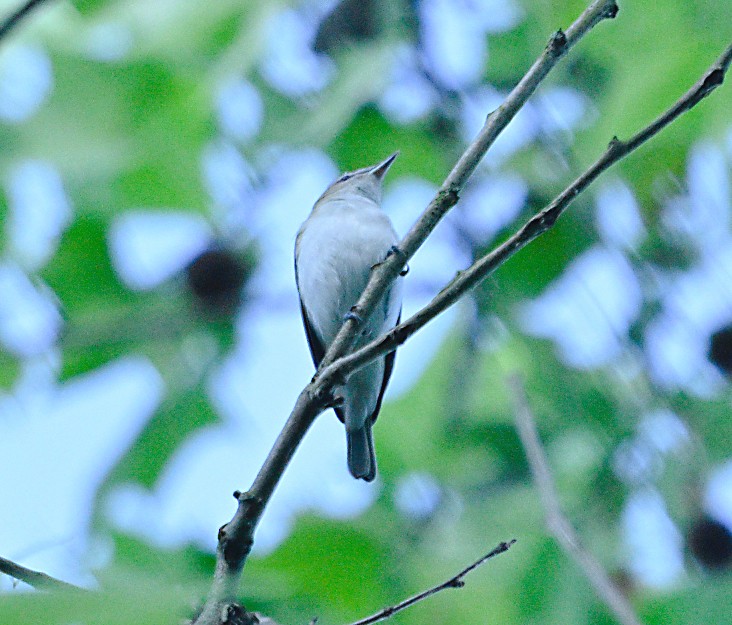 Red-eyed Vireo - Frank Wang