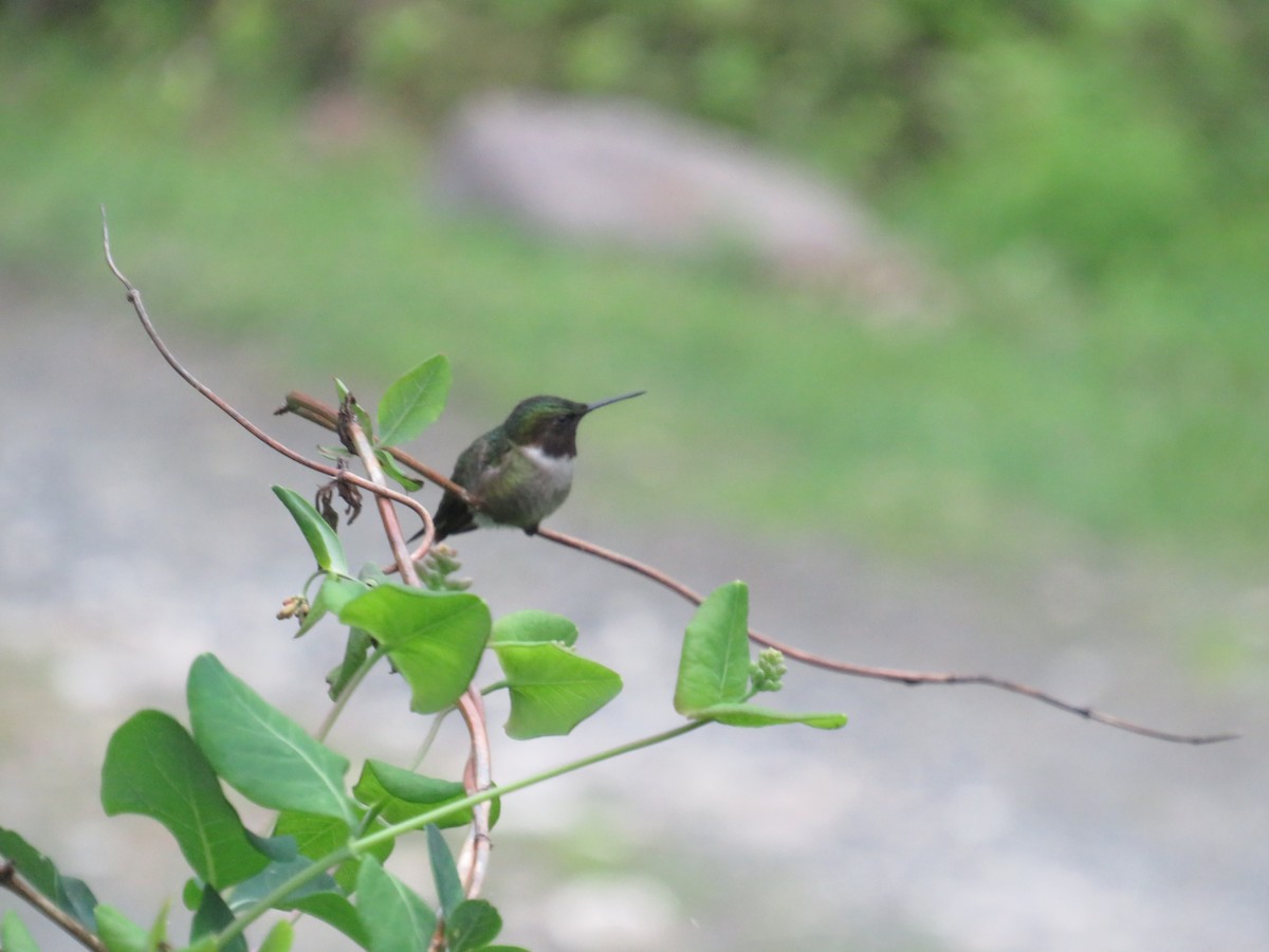 Ruby-throated Hummingbird - scott baldinger