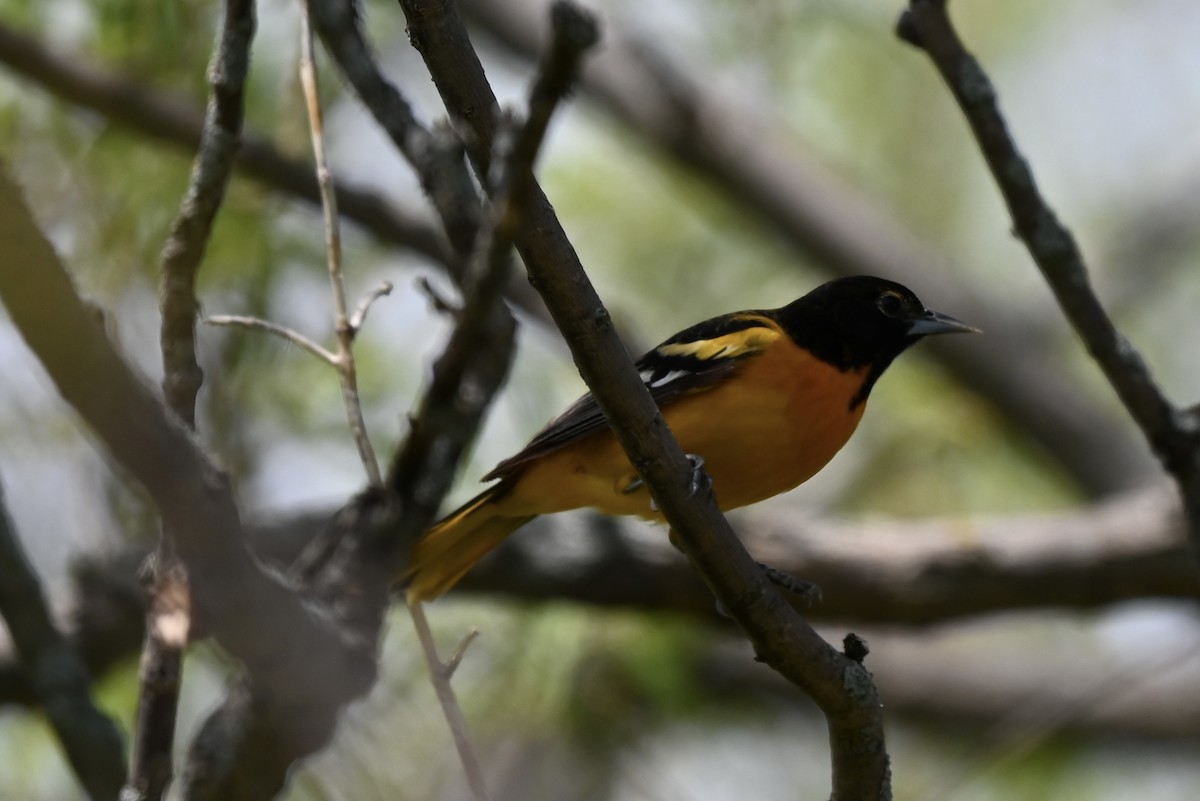 Baltimore Oriole - ML619293511