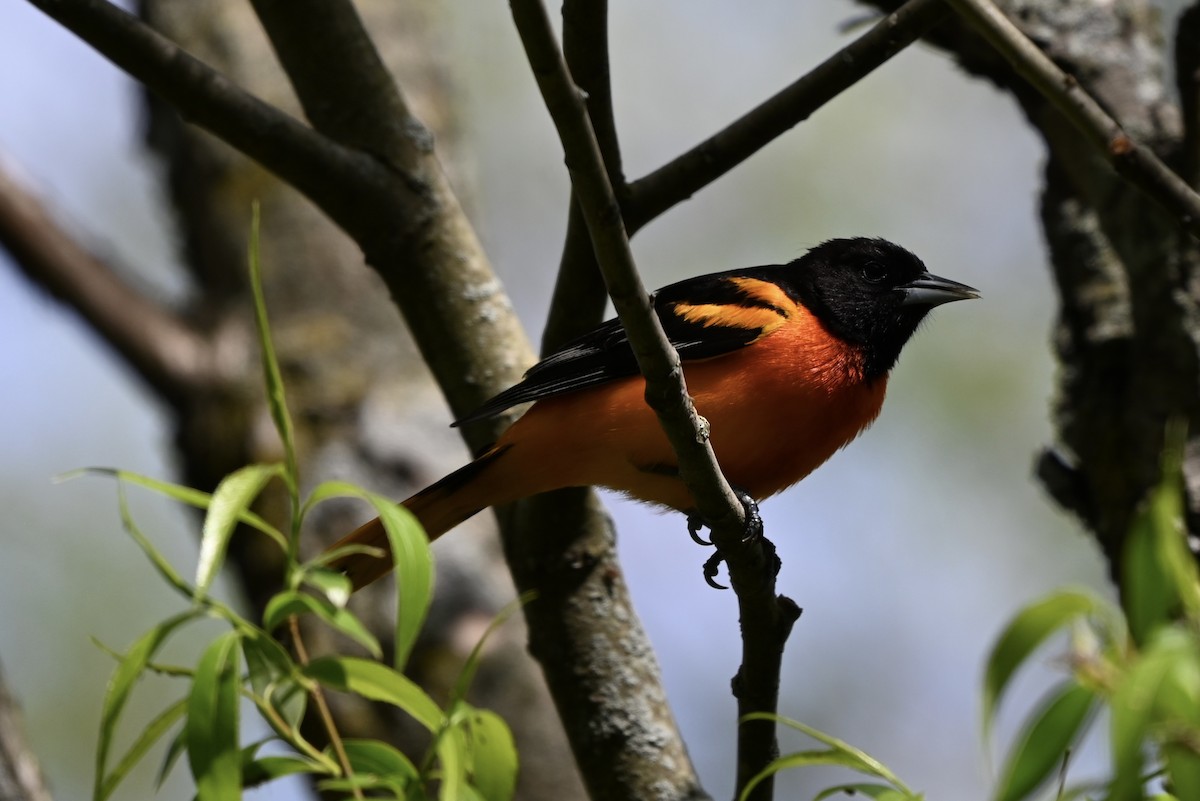 Baltimore Oriole - ML619293512