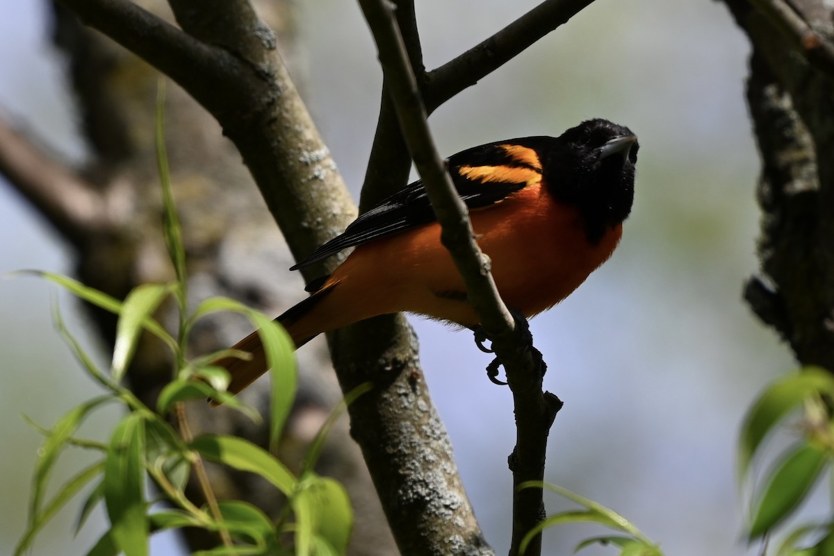 Baltimore Oriole - ML619293513