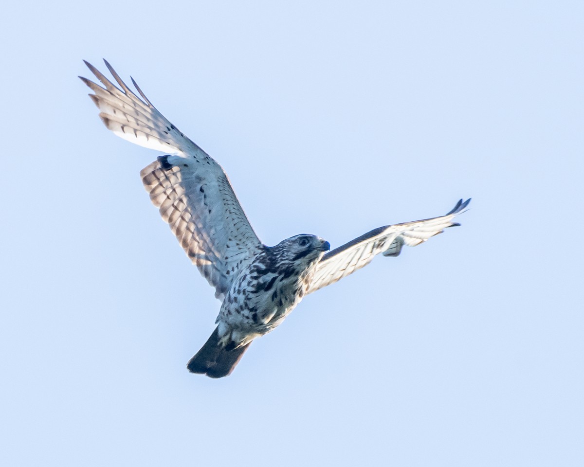 Broad-winged Hawk - Roy Chatburn