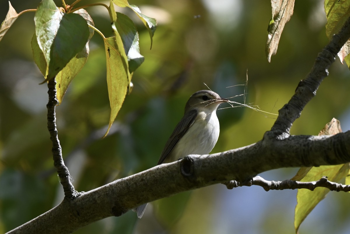 Warbling Vireo - ML619293528