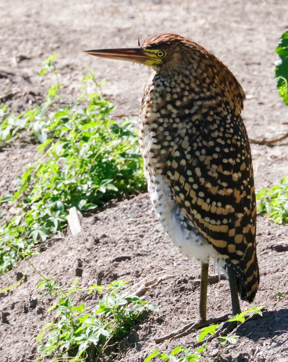 Rufescent Tiger-Heron - Anonymous