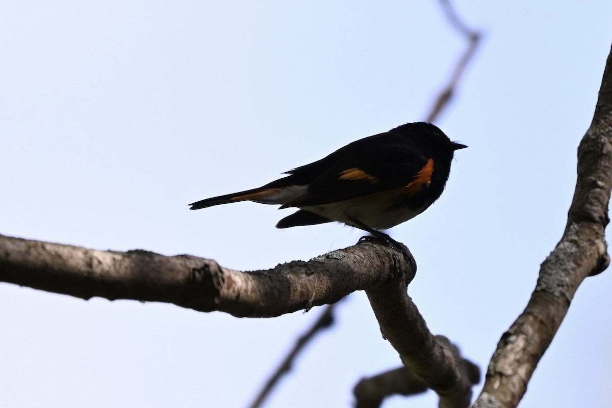 American Redstart - ML619293561