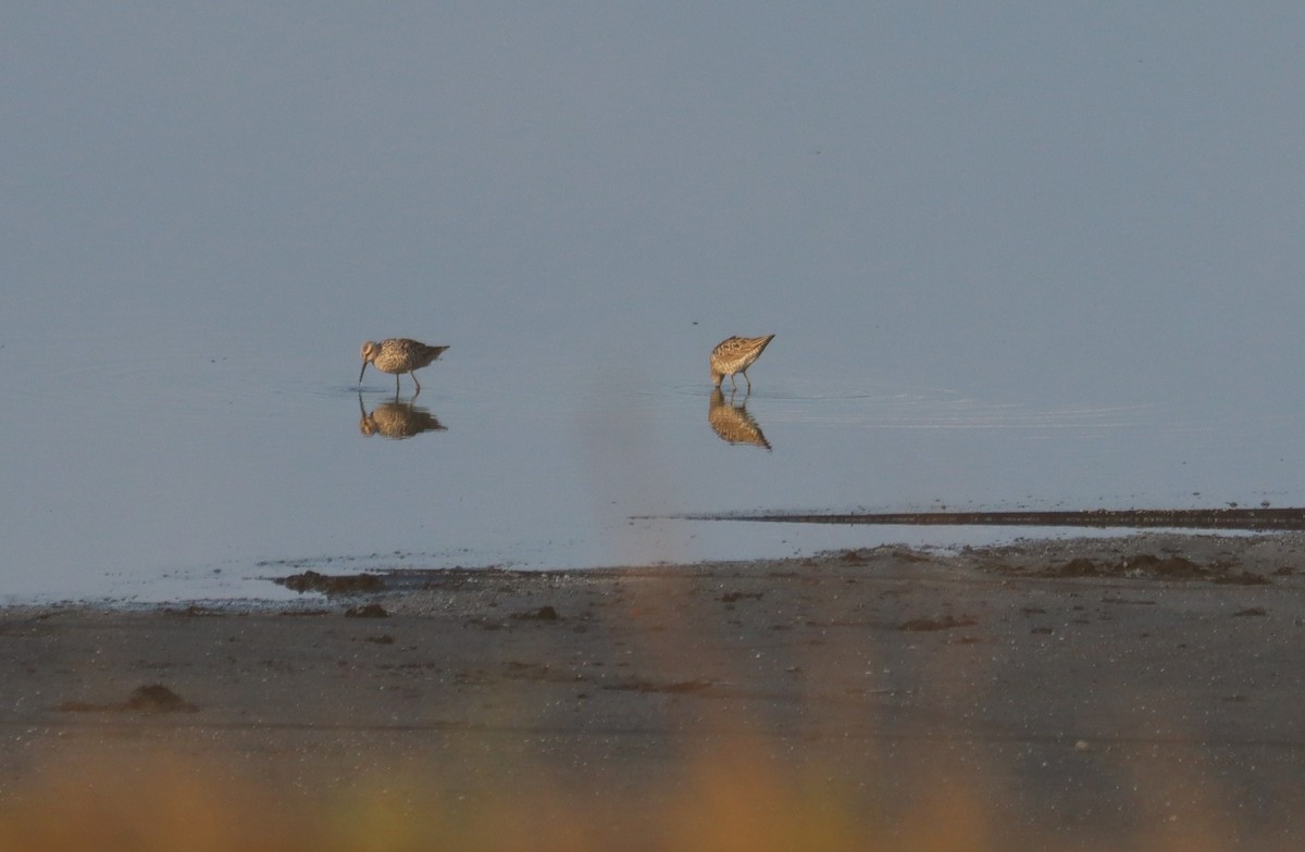 Stilt Sandpiper - ML619293562