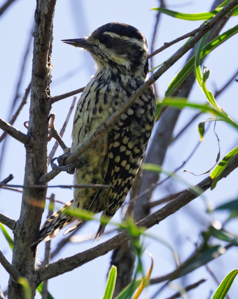 Checkered Woodpecker - Anonymous