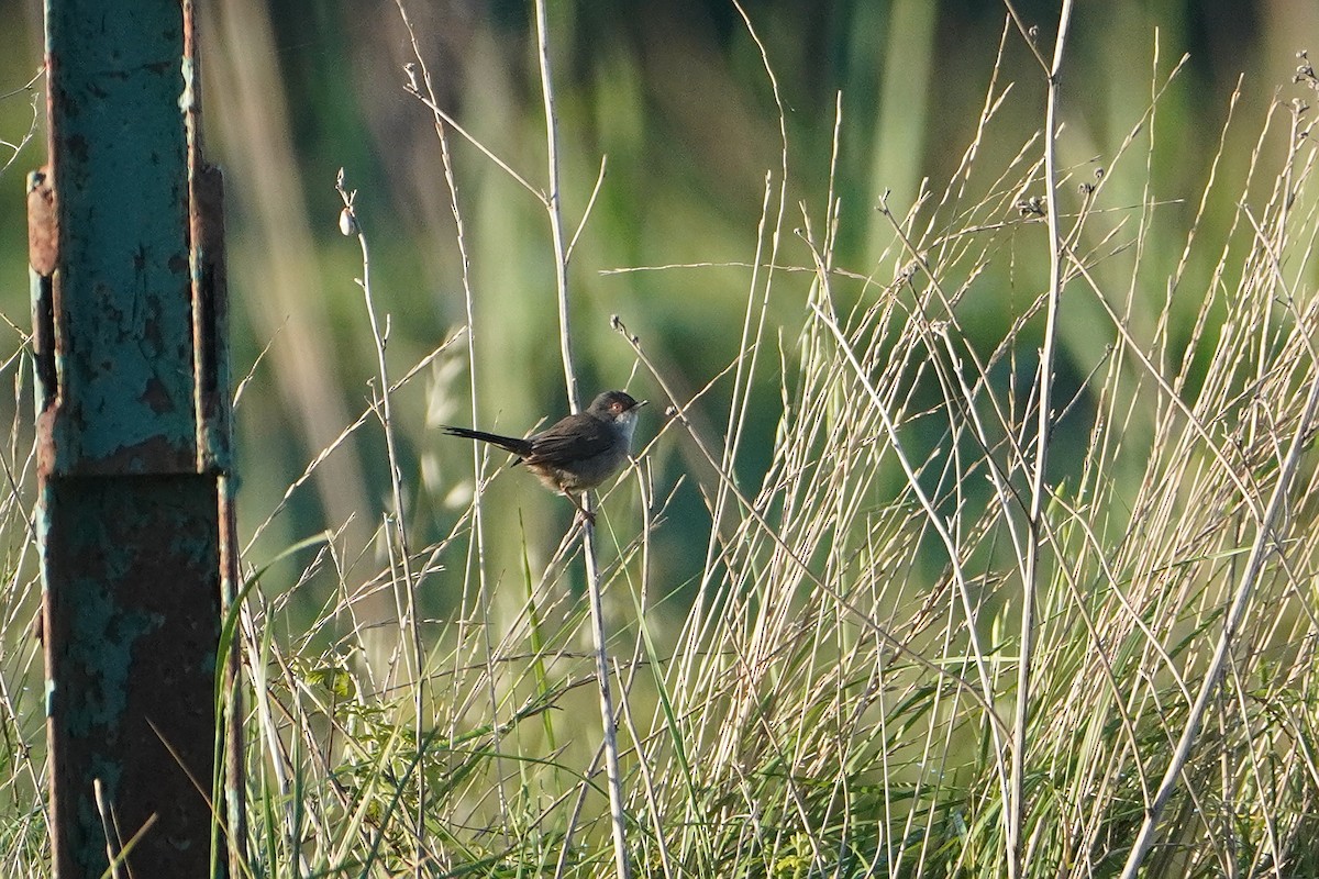 Sardinian Warbler - Ben Costamagna