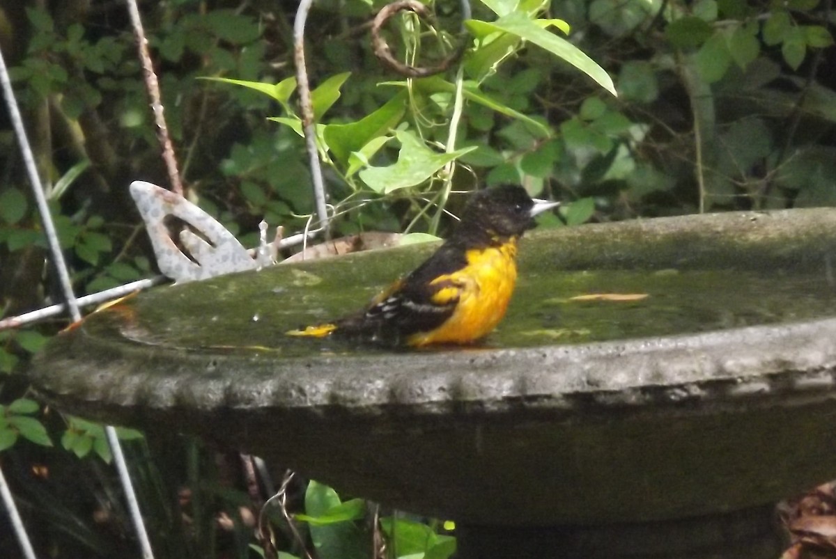 Baltimore Oriole - Sandra Hinton