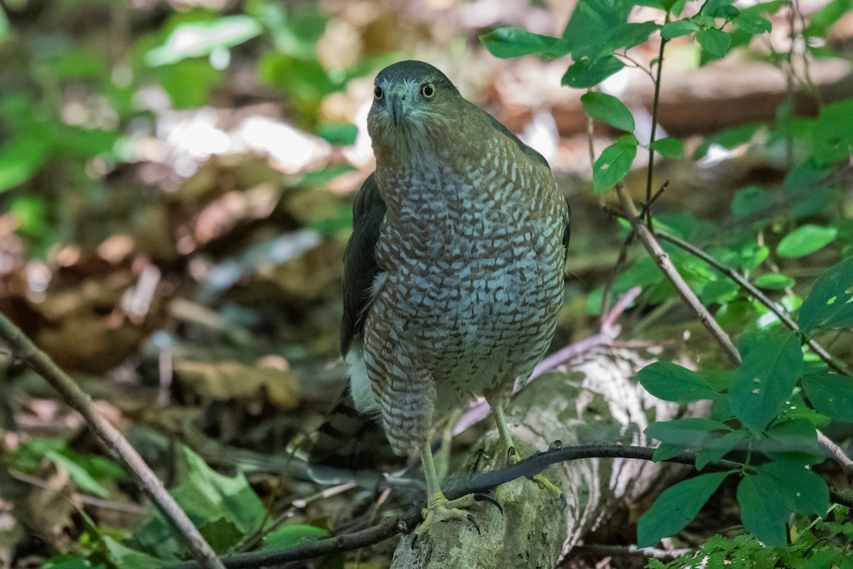 Cooper's Hawk - ML619293579