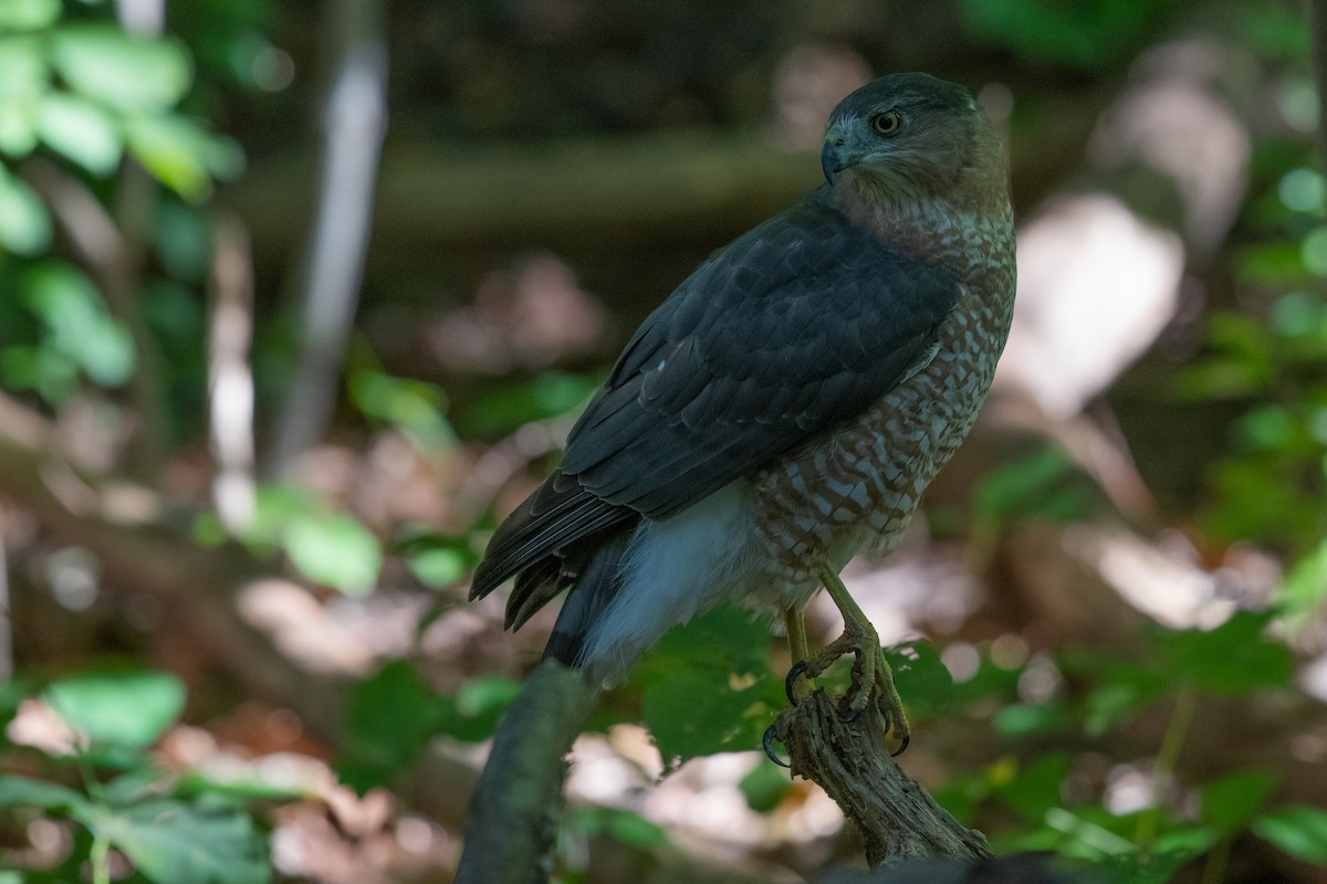 Cooper's Hawk - ML619293580