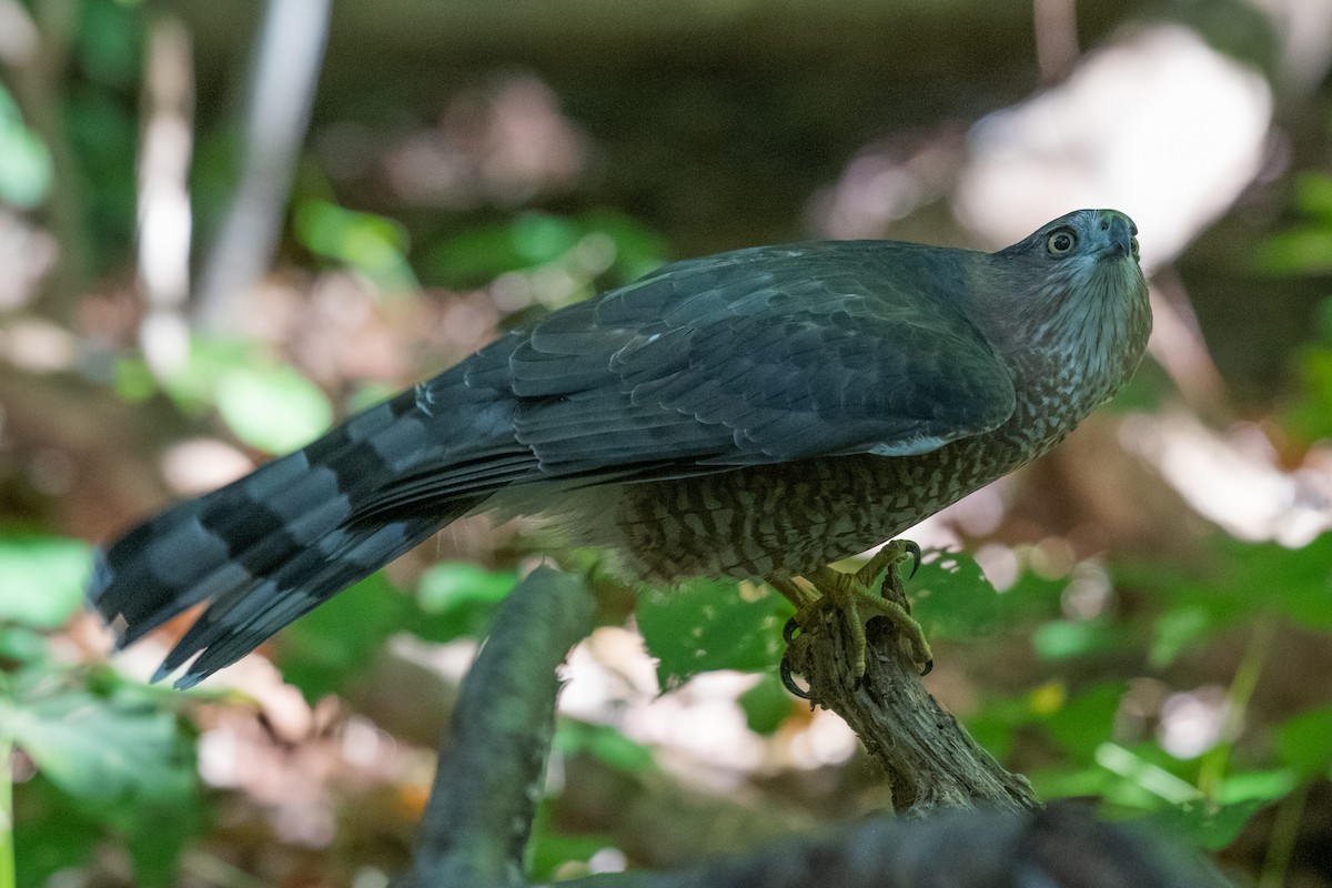 Cooper's Hawk - ML619293584
