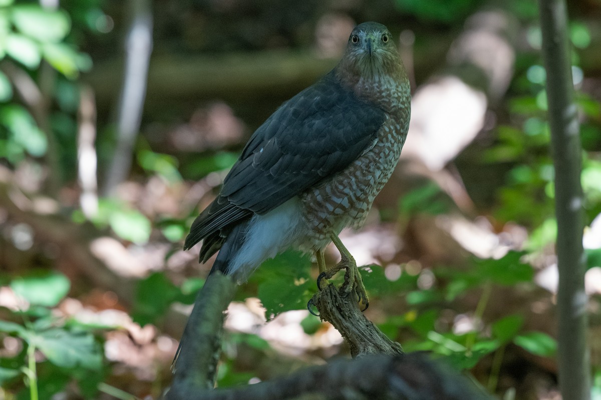 Cooper's Hawk - ML619293590