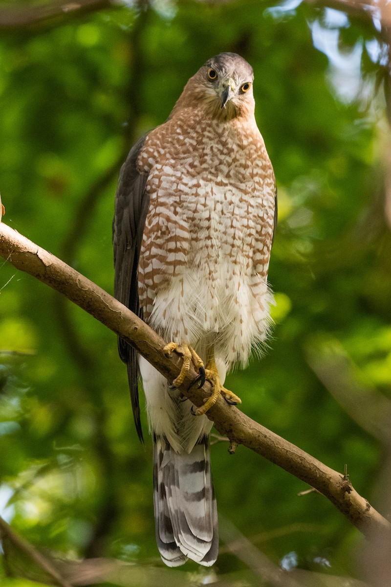 Cooper's Hawk - ML619293593
