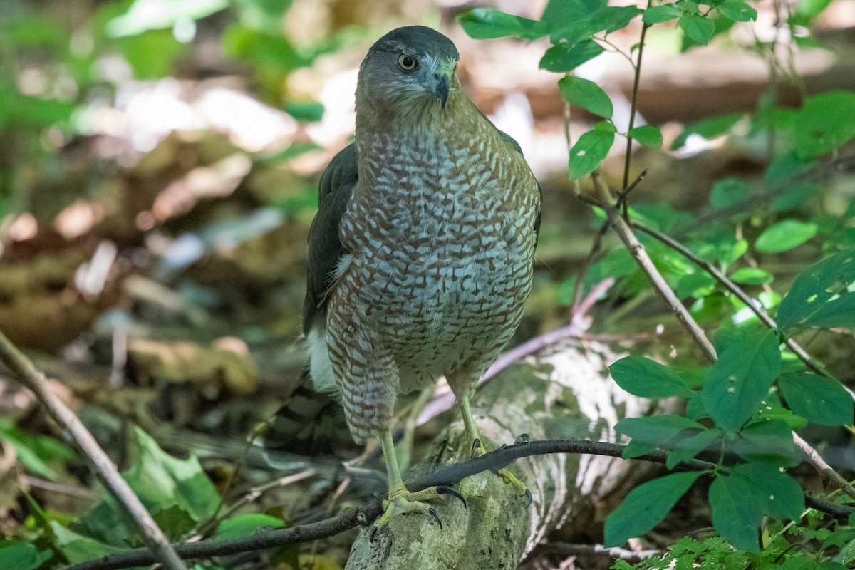 Cooper's Hawk - Adriana Dinu